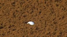 Bunker plugged ball<br/>John Cook